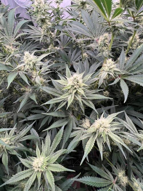 Slurricane #7 S1. Week 18