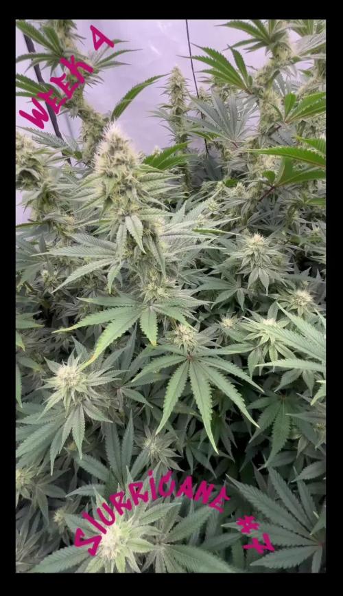 Slurricane #7 mother + clones party