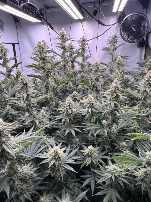 Slurricane #7 mother + clones party. Week 19