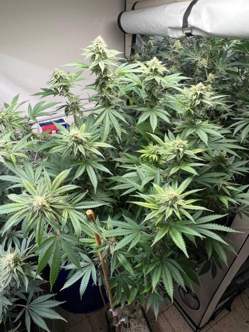 Slurricane #7 mother + clones party. Week 19
