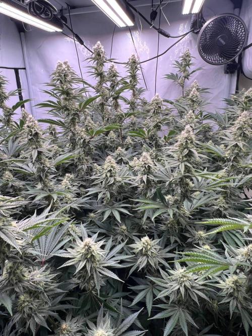 Slurricane #7 mother + clones party. Week 19