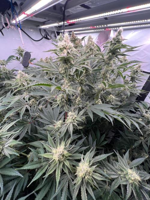 Slurricane #7 mother + clones party. Week 19