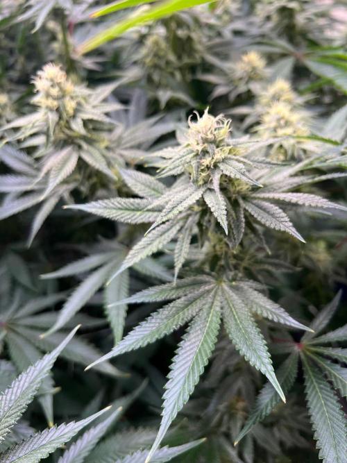 Slurricane #7 mother + clones party. Week 19
