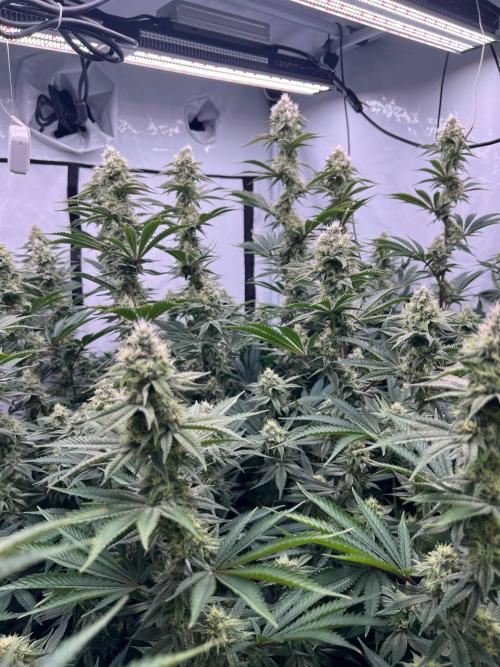 Slurricane #7 S1. Week 19