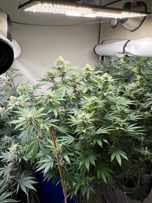 Slurricane #7 mother + clones party. Week 19