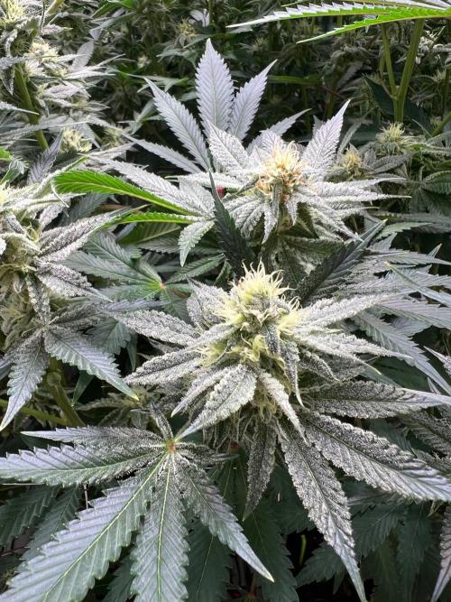 Slurricane #7 mother + clones party. Week 19