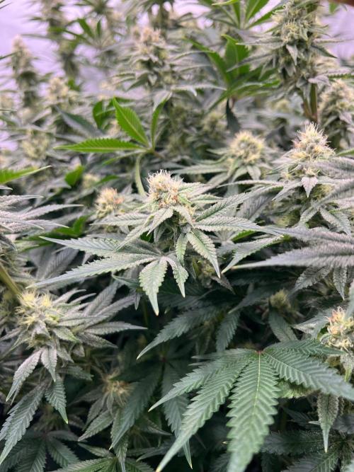 Slurricane #7 mother + clones party. Week 19