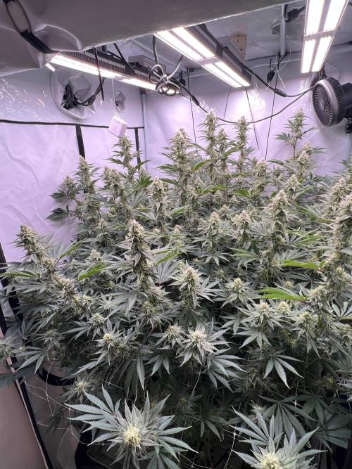 Slurricane #7 S1. Week 19