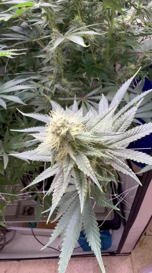Slurricane #7 mother + clones party