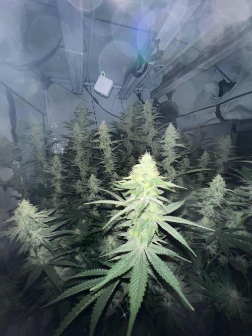 Slurricane #7 S1. Week 19