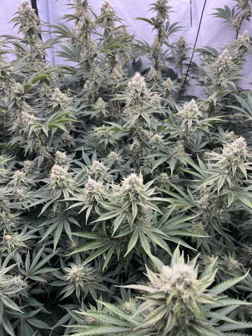 Slurricane #7 mother + clones party. Week 20