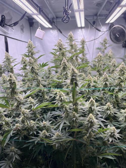 Slurricane #7 mother + clones party. Week 20