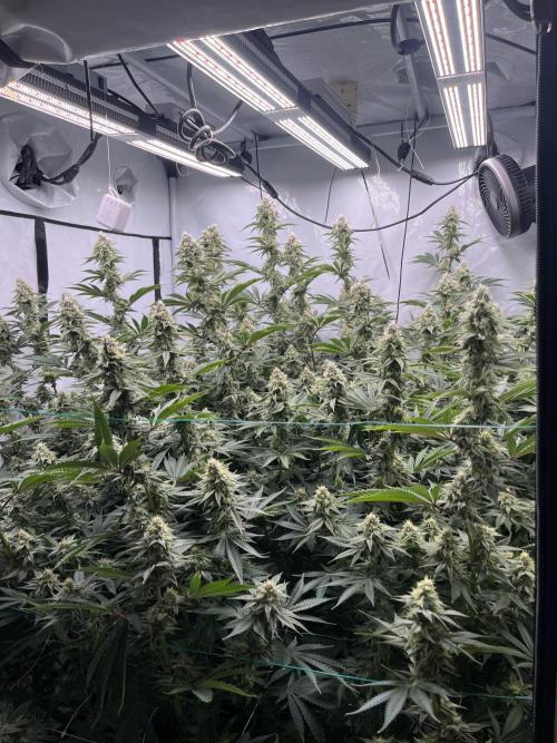 Slurricane #7 mother + clones party. Week 20