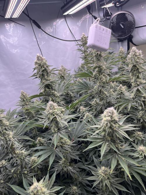 Slurricane #7 mother + clones party. Week 20