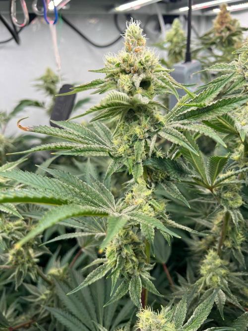Slurricane #7 mother + clones party. Week 20