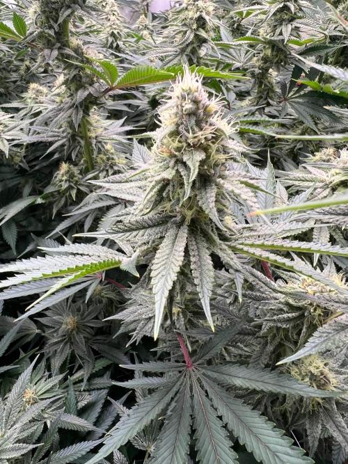 Slurricane #7 mother + clones party. Week 20