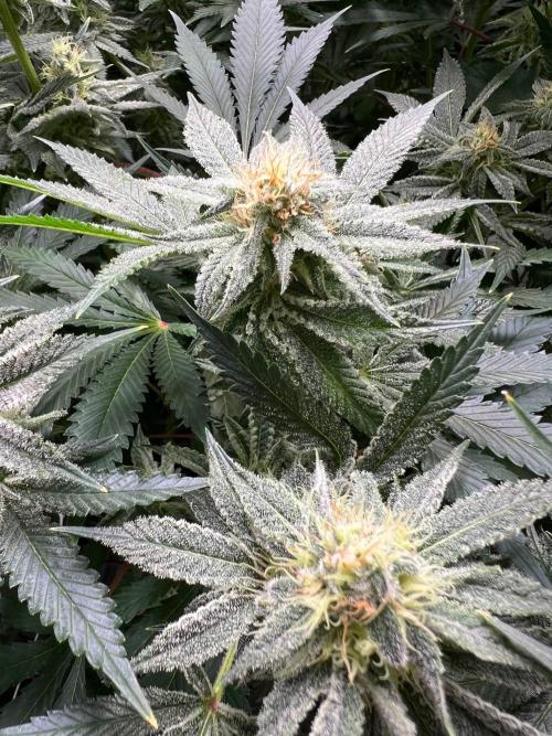 Slurricane #7 mother + clones party. Week 20