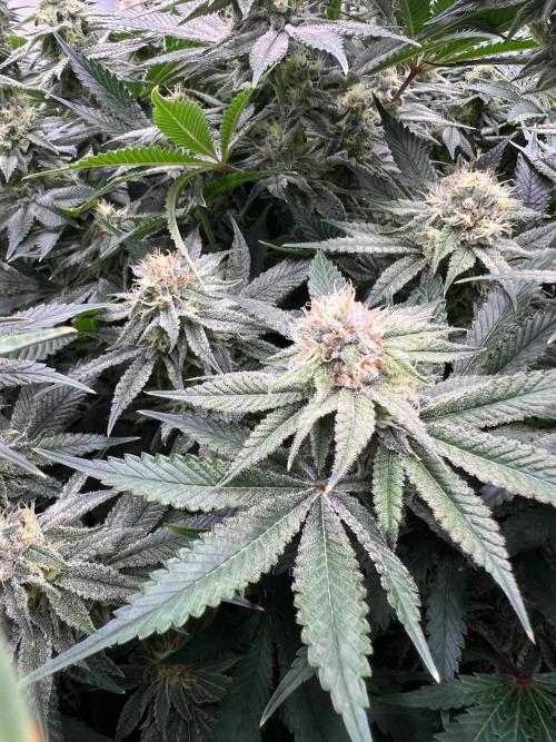 Slurricane #7 mother + clones party. Week 20