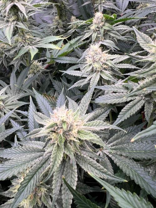 Slurricane #7 mother + clones party. Week 20
