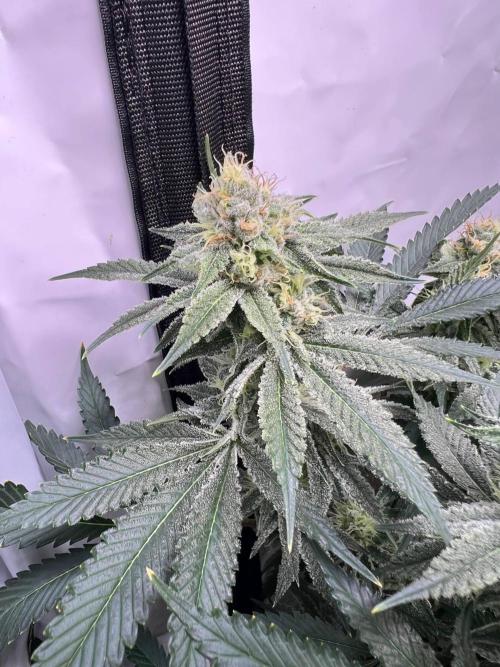 Slurricane #7 mother + clones party. Week 20