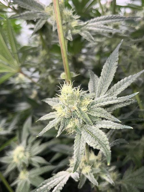 Slurricane #7 S1. Week 20