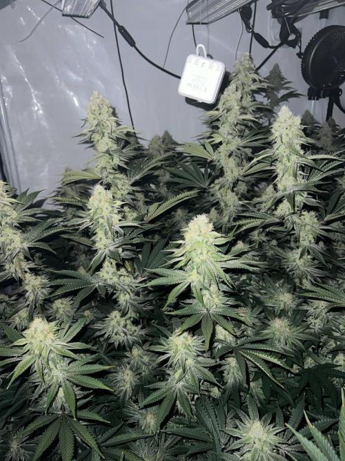 Slurricane #7 mother + clones party. Week 20