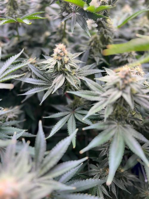 Slurricane #7 mother + clones party. Week 20