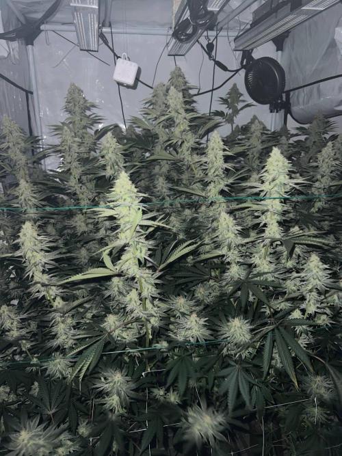 Slurricane #7 S1. Week 20