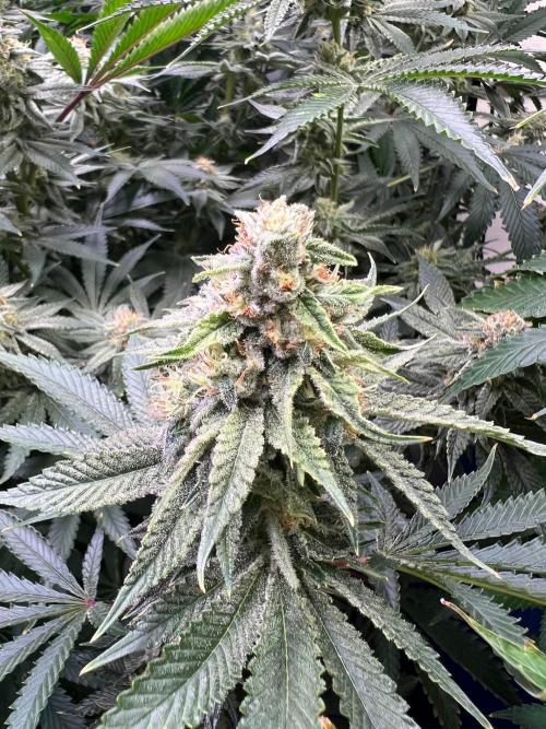Slurricane #7 S1. Week 20
