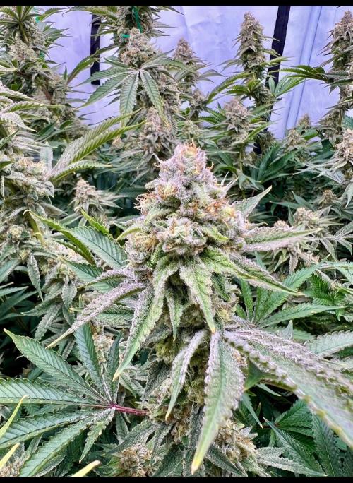 Slurricane #7 mother + clones party. Week 21