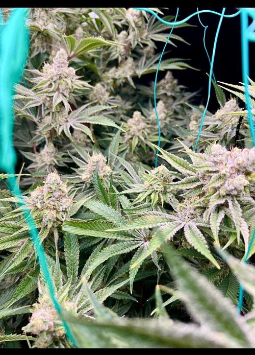 Slurricane #7 mother + clones party. Week 21