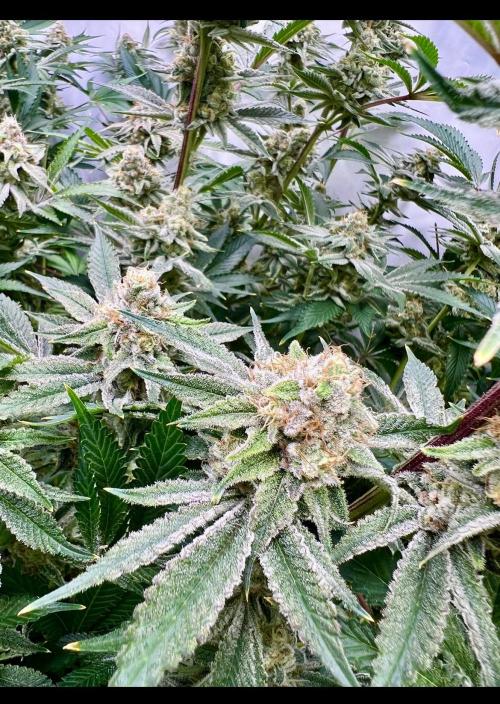Slurricane #7 mother + clones party. Week 21