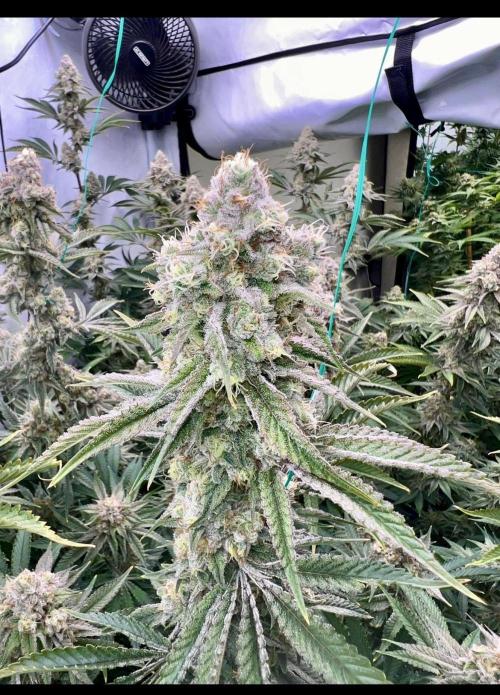 Slurricane #7 mother + clones party. Week 21