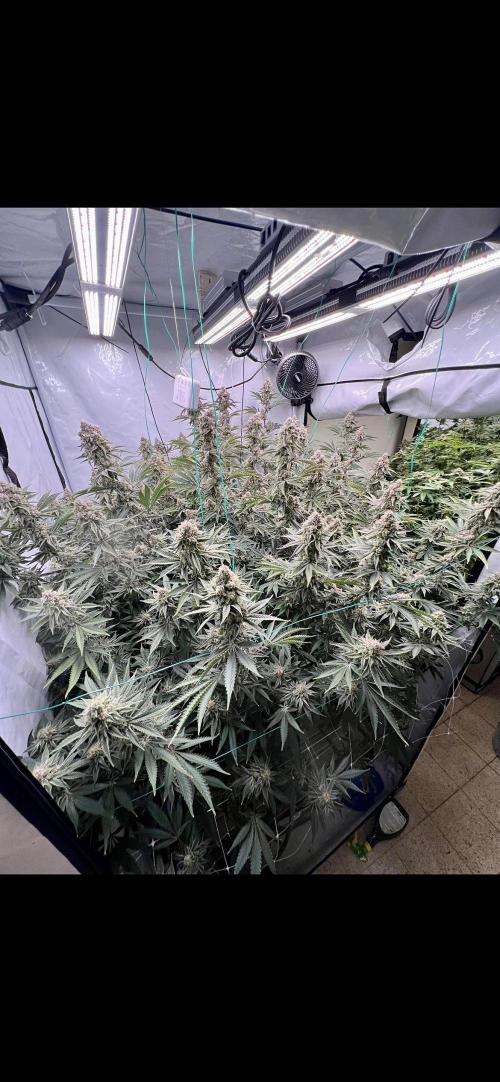 Slurricane #7 mother + clones party. Week 21