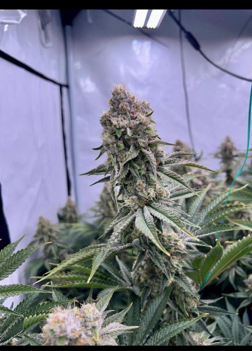 Slurricane #7 mother + clones party. Week 21