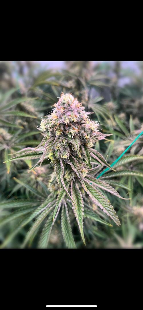 Slurricane #7 mother + clones party. Week 21