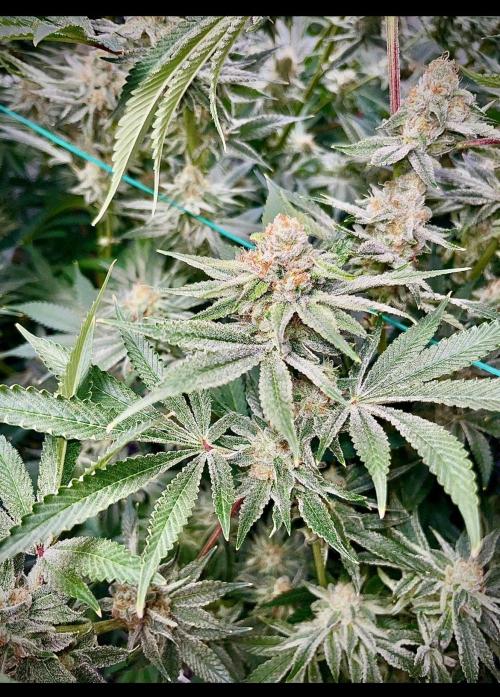 Slurricane #7 mother + clones party. Week 21
