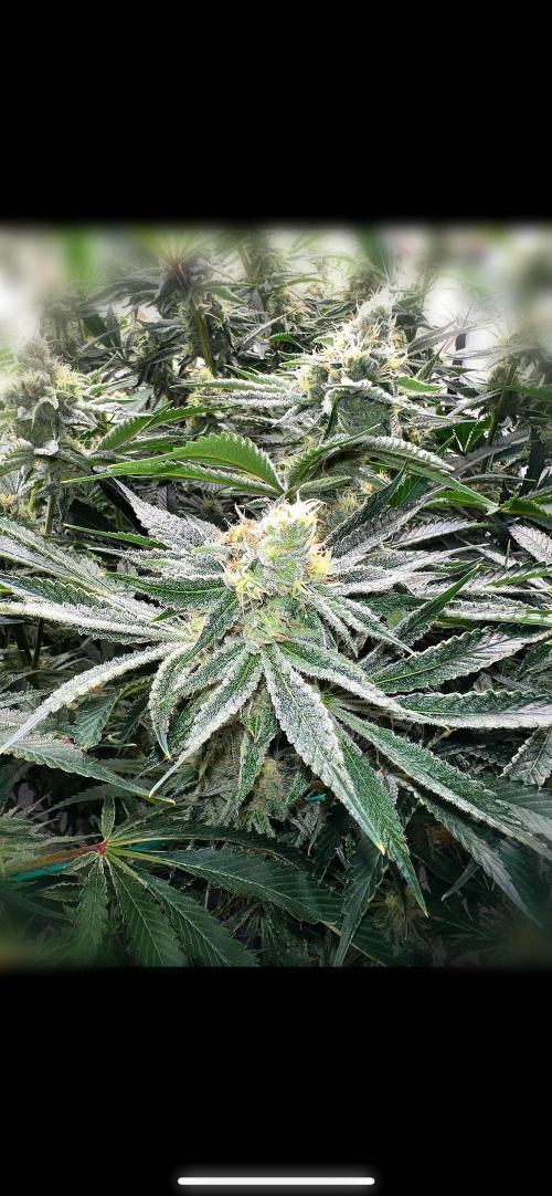 Slurricane #7 mother + clones party. Week 21