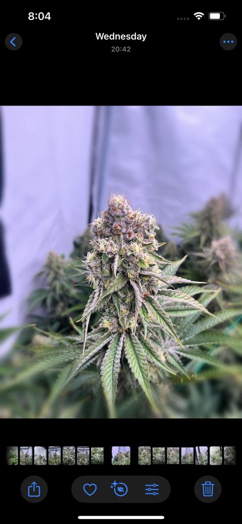 Slurricane #7 mother + clones party. Week 21
