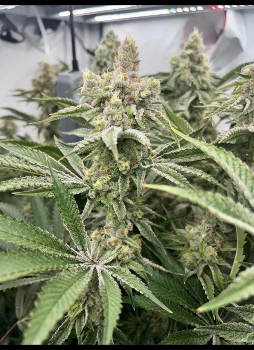 Slurricane #7 mother + clones party. Week 21