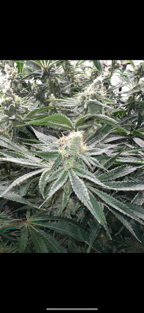 Slurricane #7 mother + clones party. Week 21