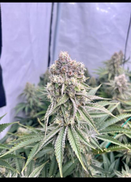 Slurricane #7 mother + clones party. Week 21