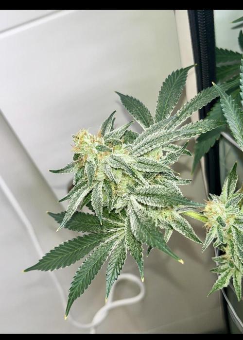 Slurricane #7 mother + clones party. Week 21