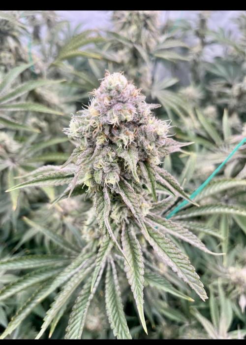 Slurricane #7 mother + clones party. Week 21
