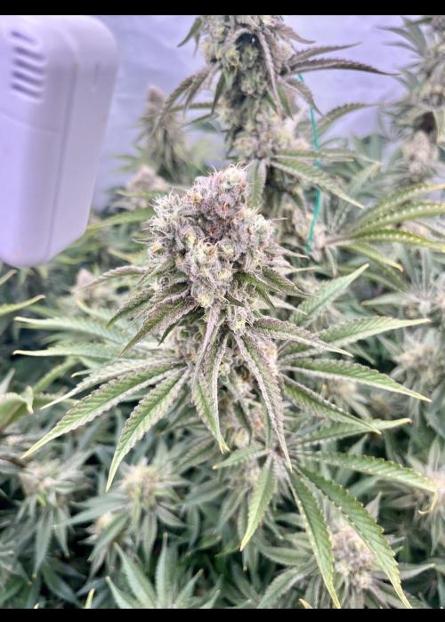 Slurricane #7 mother + clones party. Week 21