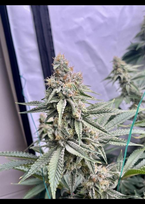 Slurricane #7 mother + clones party. Week 21
