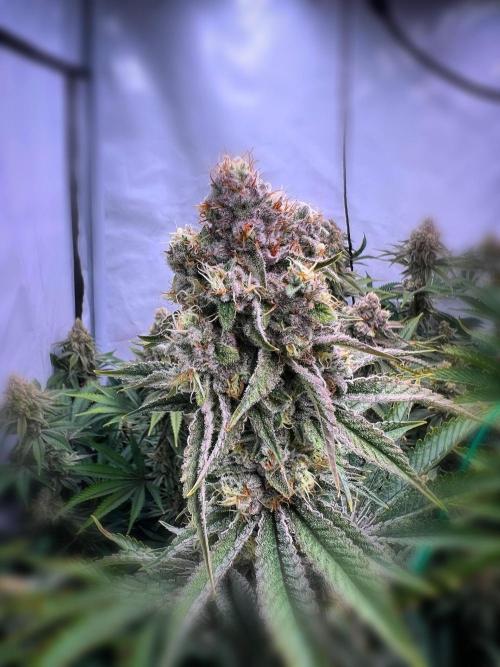 Slurricane #7 S1. Week 21