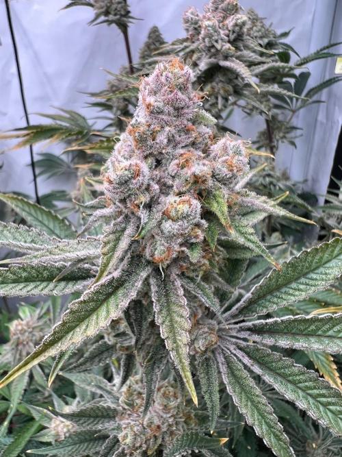 Slurricane #7 mother + clones party. Week 22