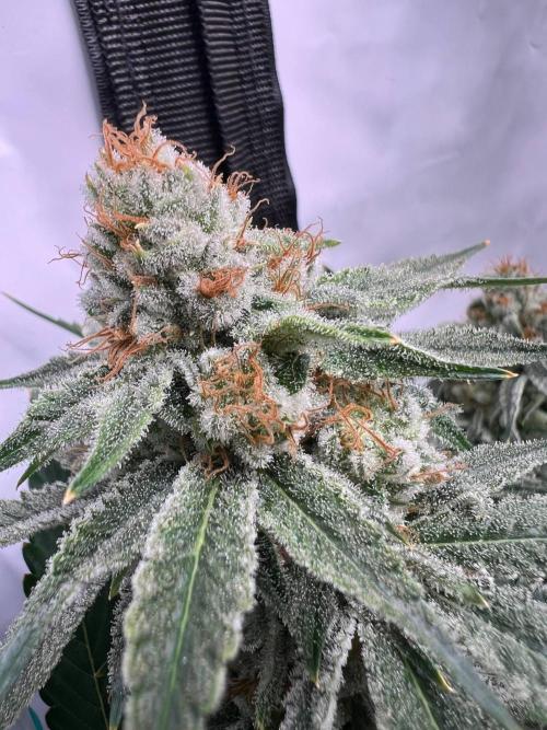 Slurricane #7 mother + clones party. Week 22
