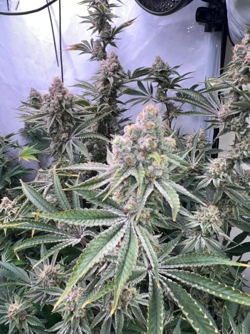 Slurricane #7 mother + clones party. Week 22